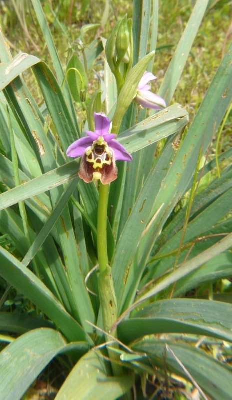 Ophrys cretica, Ophrys episcopalis  Creta aprile 2016